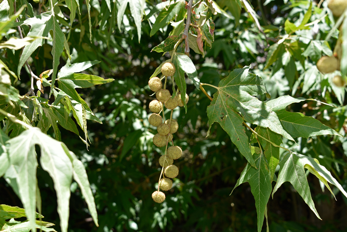 Arizona Sycamore blooms from April to May with the blooms coming on with the leaves. The actual flowers are inconspicuous and male and female flowers are found in dense globose unisexual heads either solitary or in racemes. Platanus wrightii 